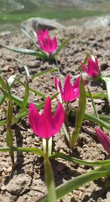 Konya’da doğa canlandı, kartpostallık bahar manzaraları çıktı 17